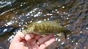 First fish of the day